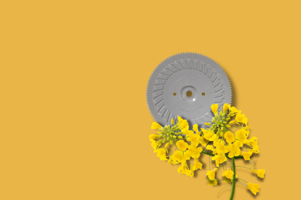 disco plantio canola